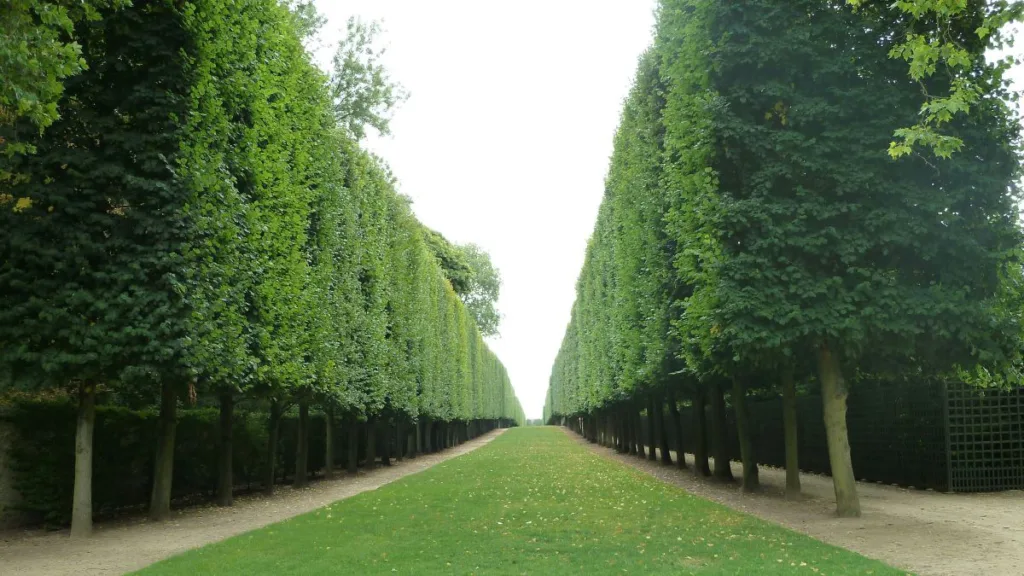 eine Hecke die bis zum Horizont reicht