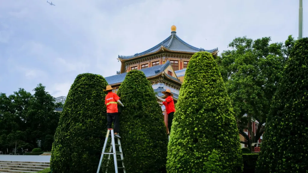 zwei Männer auf Leitern schneiden eine Hecke