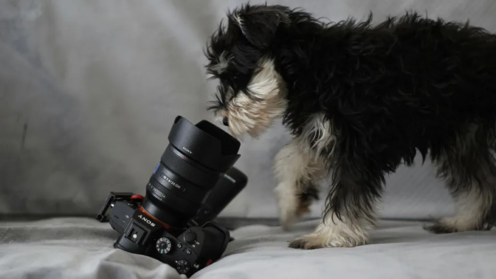 ein Hund schaut in eine Kamera