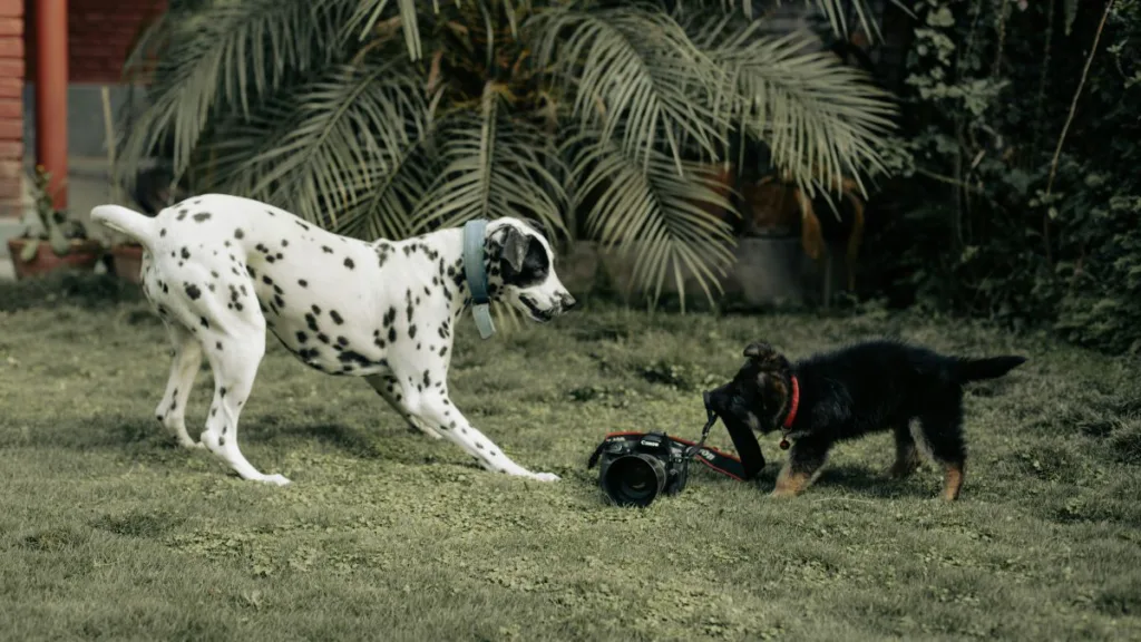 zwei Hunde ziehen an einer Kamera
