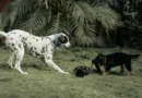 zwei Hunde ziehen an einer Kamera