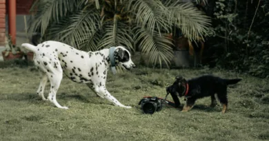 zwei Hunde ziehen an einer Kamera