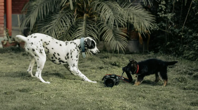 zwei Hunde ziehen an einer Kamera